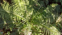 Neoblechnum brasiliense