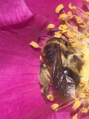 Andrena nivalis