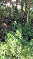 Neoblechnum brasiliense