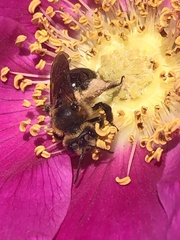 Andrena nivalis