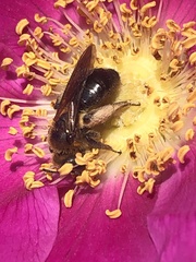 Andrena nivalis