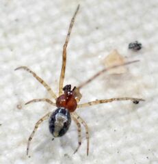 Theridion michelbacheri
