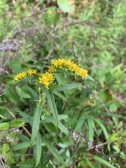 Solidago pinetorum