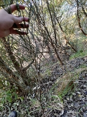 Carmichaelia muritai