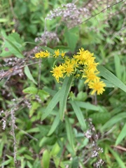 Solidago pinetorum
