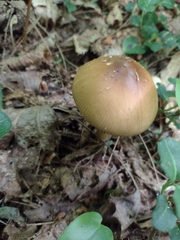 Amanita sinicoflava