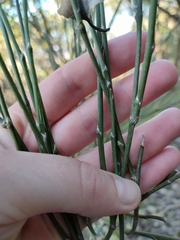 Carmichaelia muritai