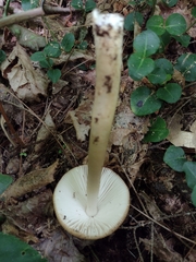 Amanita sinicoflava