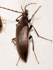 Capnochroa fuliginosa