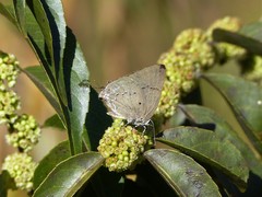 Parrhasius polibetes