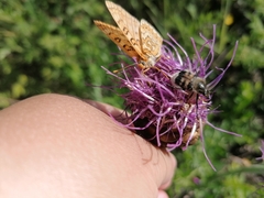 Euphydryas sibirica davidi