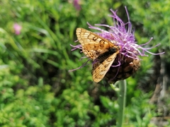 Euphydryas sibirica davidi