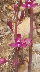 Bletia mexicana