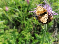 Euphydryas sibirica davidi