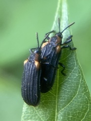 Odontota scapularis