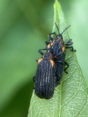 Odontota scapularis