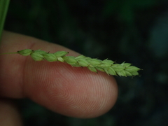 Carex oxylepis pubescens