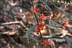 Grevillea dimorpha