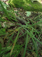 Carex oxylepis pubescens