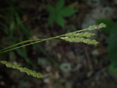 Carex oxylepis pubescens