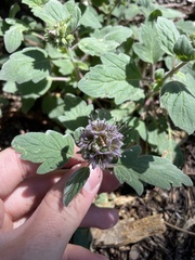 Phacelia hydrophylloides