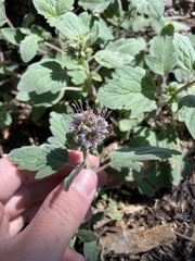 Phacelia hydrophylloides