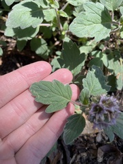 Phacelia hydrophylloides