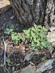 Phacelia hydrophylloides