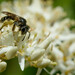 Fragile Miner Bee - Photo (c) Max McCarthy, some rights reserved (CC BY-NC), uploaded by Max McCarthy