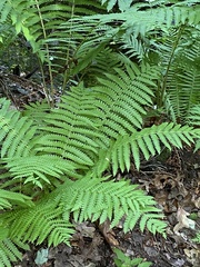 Osmundastrum cinnamomeum