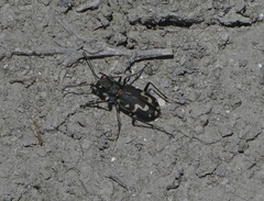 Cicindela senilis