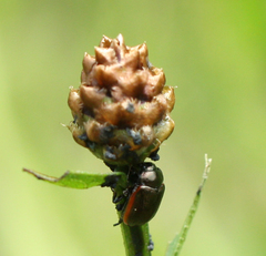Chrysolina marginata