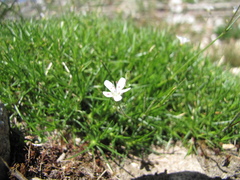 Eremogone
