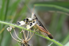 Orphulella pelidna