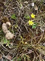Ranunculus lapponicus
