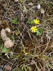 Ranunculus lapponicus
