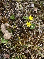 Ranunculus lapponicus