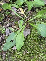 Hosta plantaginea