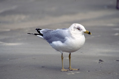Larus delawarensis