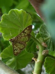 Mimorista subcostalis