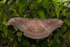 Antheraea
