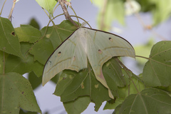 Actias selene