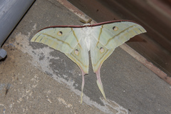 Actias selene