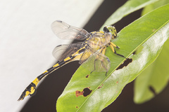 Sinictinogomphus clavatus