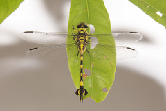 Sinictinogomphus clavatus