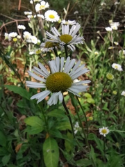 Erigeron galeottii
