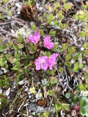 Kalmia polifolia