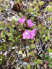 Kalmia polifolia