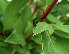 Trypetisoma sticticum