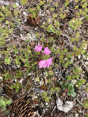Kalmia polifolia